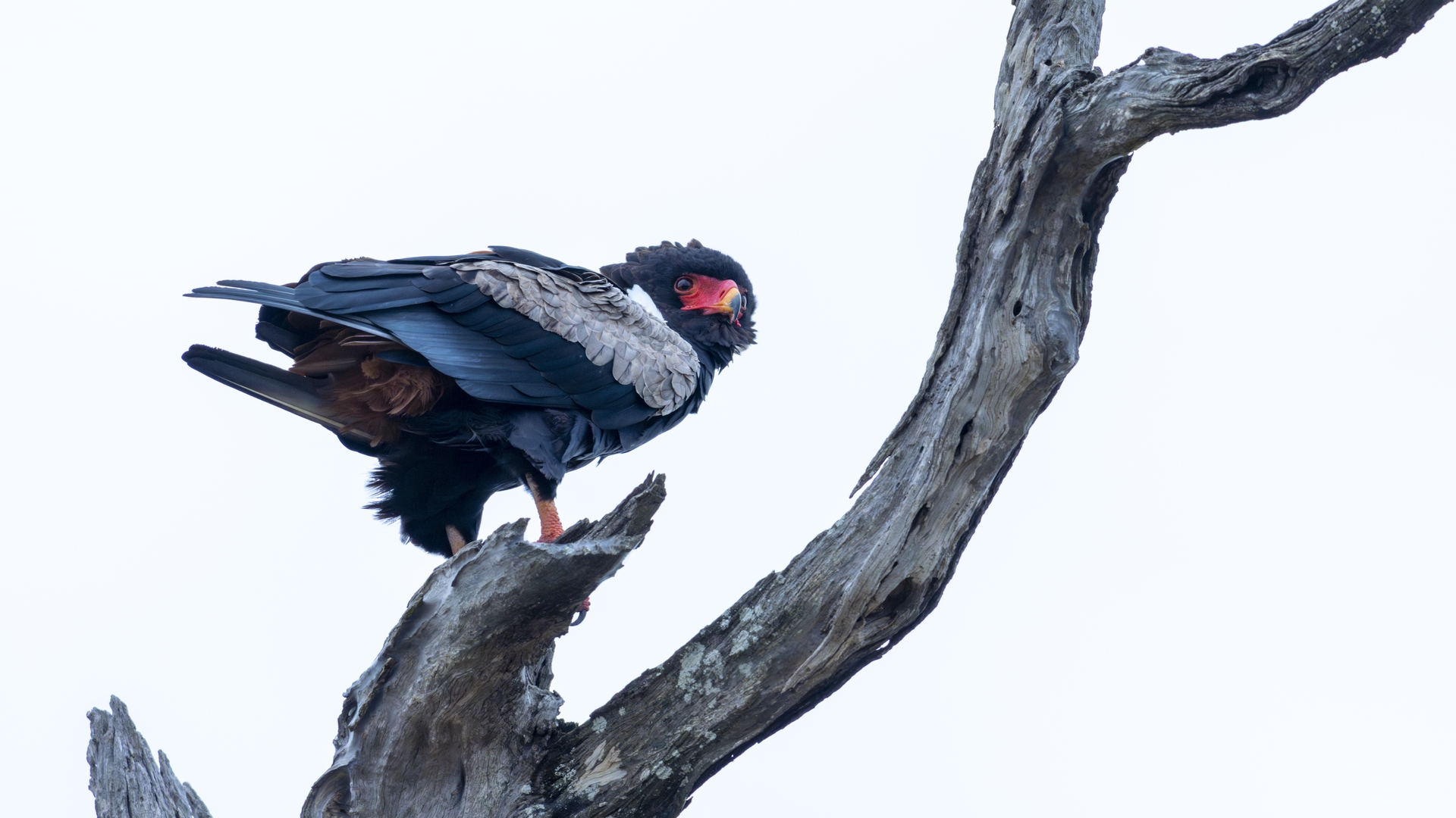 Kruger25 2025 11 02 07 45 37 ILCE 1M2 3852